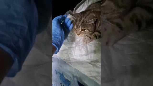 Шотландский кот Ричард - проглотил инородное тело смотреть онлайн