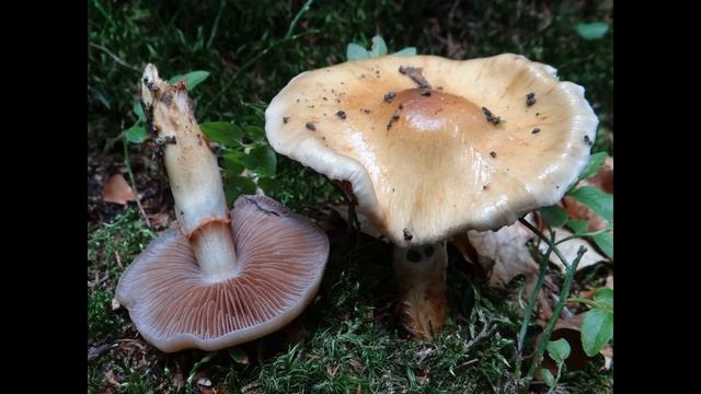 Cortinarius collinitus смотреть онлайн