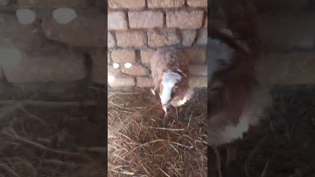 ягнята 20г откормочные смотреть онлайн