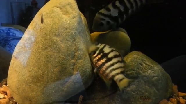 Чернополосые цихлазомы. Начало нереста. Convict cichlids. Beginning of the spawn. (05.05.2015) смотреть онлайн