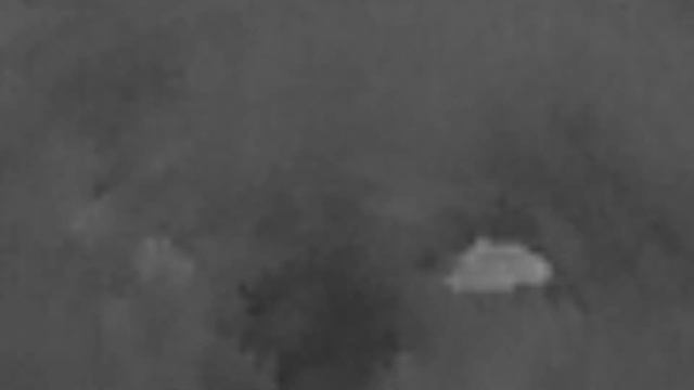 Thermal drone - Search for the Thylacine - Part 3 смотреть онлайн