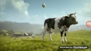 Здорова. Корова