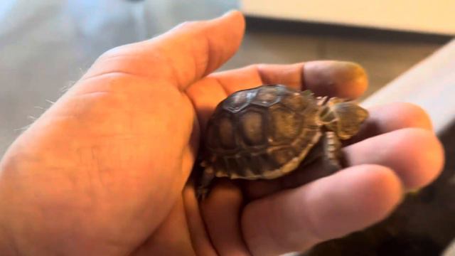 TINY & NEWVEE arrive at 🐢 Hospital 🏥 ❤️🐢❤️ Part 2. смотреть онлайн
