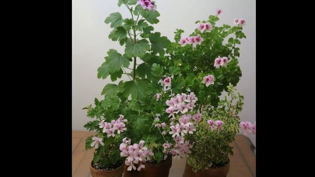 236.Balcony Pelargoniums in April ( 2019 ) 봄,발코니 페라고늄(제라늄) смотреть онлайн