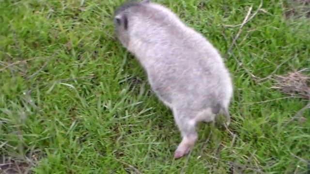 Кормление вьетнамских свиней на выпасе. смотреть онлайн