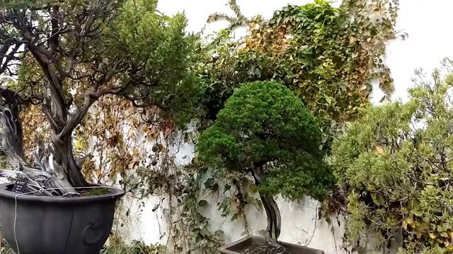 Сад Бонсай в Китае смотреть онлайн