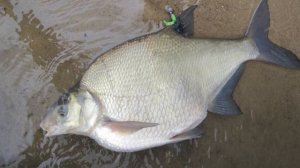 СОЛИТЕРНАЯ РЫБА / ЧТО ЭТО? / МОЖНО ЛИ ЕЕ УПОТРЕБЛЯТЬ СОЛИТЕРНУЮ РЫБУ В ПИЩУ?