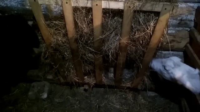 Когда ягнята начинают есть сено. Неожиданное открытие. смотреть онлайн