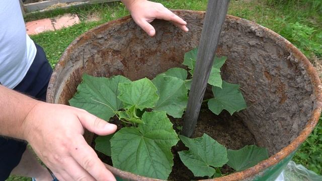Как выращивать огурцы в бочке.