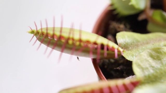 Как питаются мухоловки. Венерина мухоловка ест муху. Хищное растение Дионея. смотреть онлайн