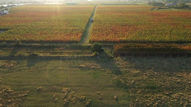 ⚡️НОВИНКА: Петр Казаков представил песню «Родина» 🎼Знаем, что песни, посвященные самой большой и к смотреть онлайн