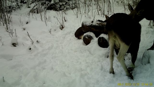 Фотоловушка Bolyguard SG2060-K #24 \ Солонец №2 смотреть онлайн