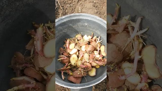 В кастрюле картофельные глазки, вырезанные из клубней с проростками, которые будут высажены в землю смотреть онлайн