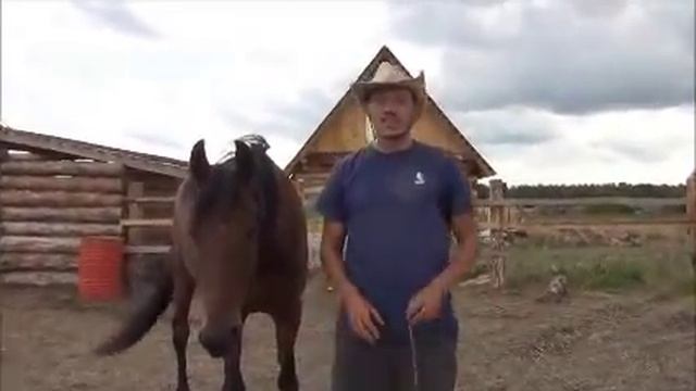 ОБУЧЕНИЕ ЛОШАДИ. ЖЕРЕБЦА ИЛИ КОБЫЛЫ (Направление Движения) смотреть онлайн
