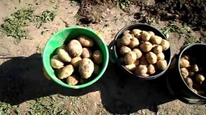 Картофель из семян  Второй сезон. Ассоль, Милена, Триумф, Реванш, Фермер.