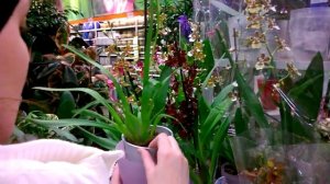 Камбрия. Выбор здоровой орхидеи!