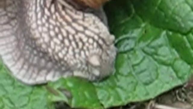 Как кушает улитка