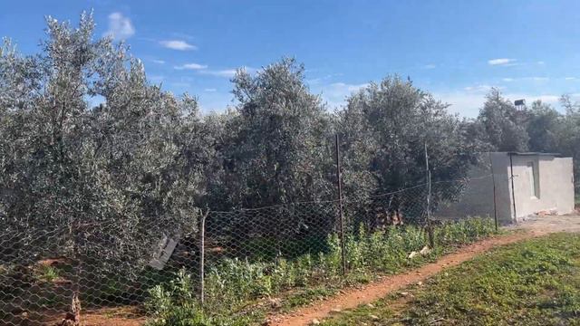 Анталия частный сектор, сборк клубники, прогулка по кладбищу 01 февраля 2023 смотреть онлайн