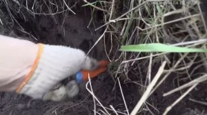 Шурф королевских отвалов на шашлыках. Поиск злата серебра.