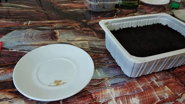 КУСТОВОЙ ПОСЕВ ЛОБЕЛИИ. 100 % ВСХОЖЕСТЬ. смотреть онлайн