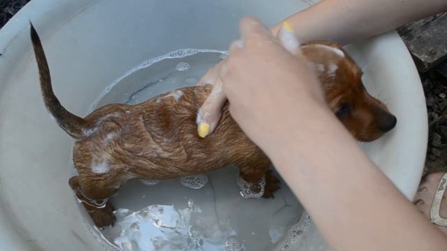 Щенок купается Щенку нравится купаться смотреть онлайн