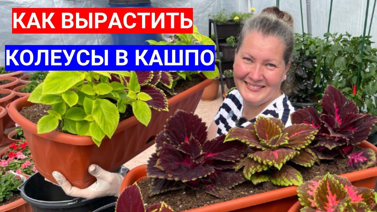 Магия колеусов: секреты успешного выращивания колеусов в кашпо и на клумбе смотреть онлайн