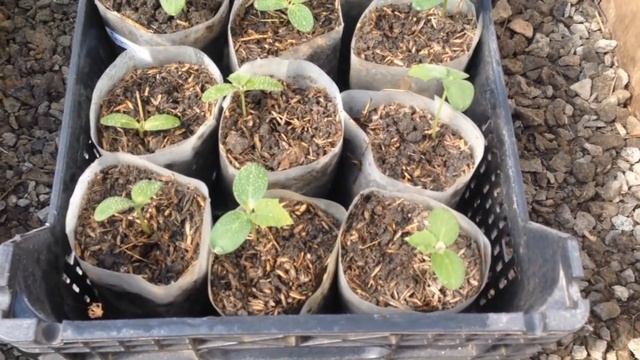 Подготовка теплицы весной. Прогреваем грунт перед высадкой огурцов смотреть онлайн