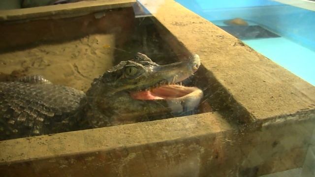 Экзотариум Берендеево смотреть онлайн