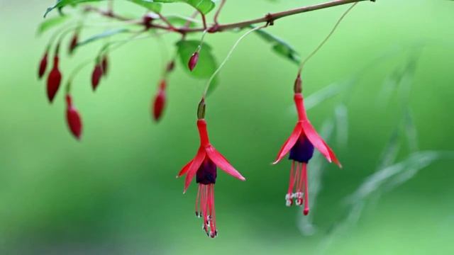 Tango to Evora - Cafe Anatolia смотреть онлайн