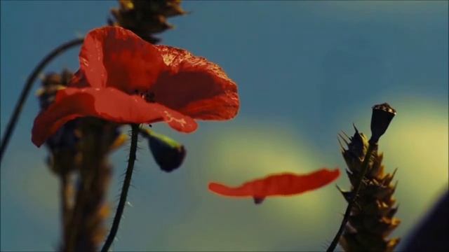 Цыганская сказка 'Аленький цветочек' смотреть онлайн