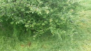 Покос высокой травы! 8 соток.