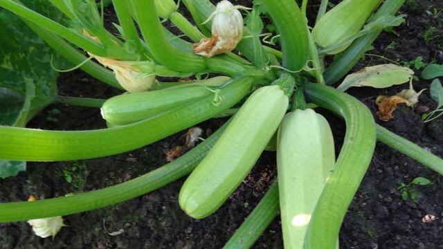 Кабачок Кавили смотреть онлайн