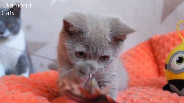 Британский котёнок Миа. Возраст 3 месяца смотреть онлайн