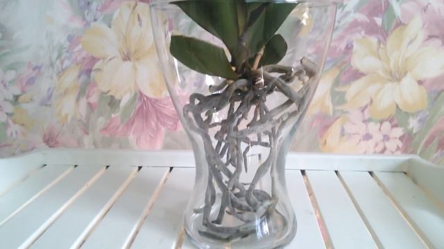 Открытая система(содержание в воде с просушкой). Хорошие новости! смотреть онлайн