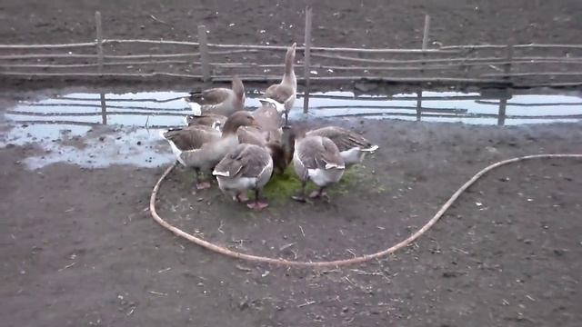 Пришла весна ,серые гуси едят траву.Spring came, gray geese eating grass. смотреть онлайн