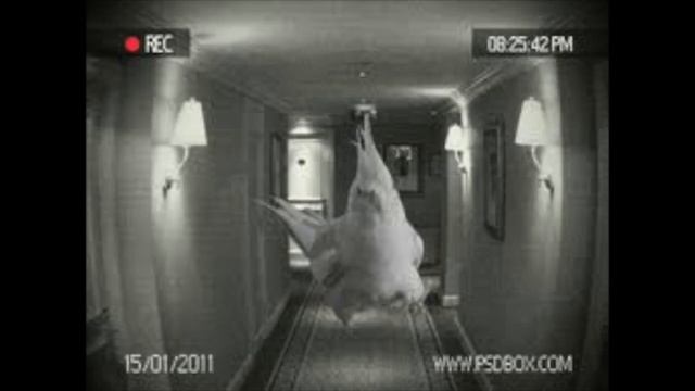 C418- Chirp played over cursed bird images смотреть онлайн