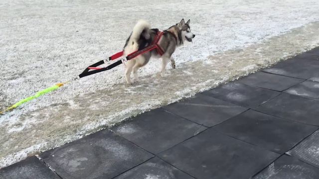 Malamute Weight Pulling Training