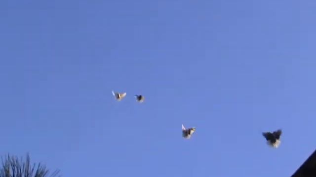 Николаевские голуби Темрюк смотреть онлайн