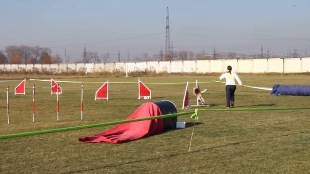 Открытые соревнования ВГО "КСУ" по Аджилити. Судья Томаш Глабазна. Трасса А2. Лена и Лаки смотреть онлайн