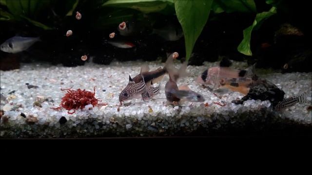 Мои коридорасы и посадка новых эхинодорусов купленных наконец на Птичьем рынке. смотреть онлайн