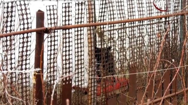 БЕРДЯНСК 2021 СКАЗ смотреть онлайн