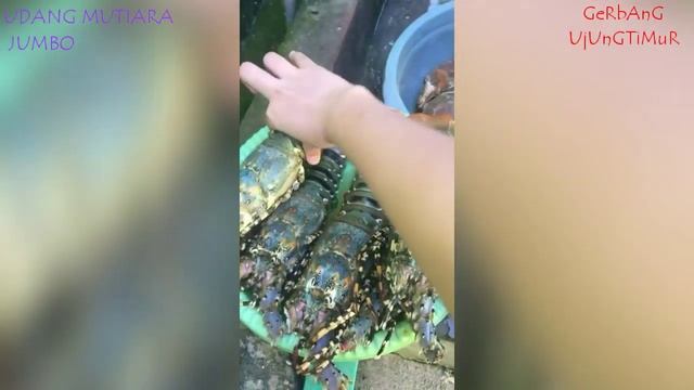 Ternyata...!!! Udang Mutiara Memiliki nama latin Panulirus Ornatus, || Explore Madura смотреть онлайн