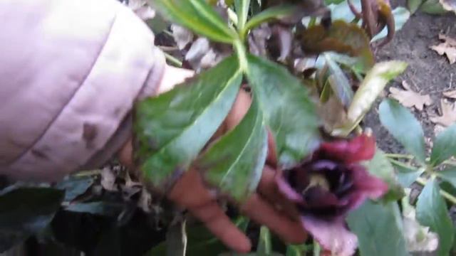 морозники 01.04.2017г. смотреть онлайн