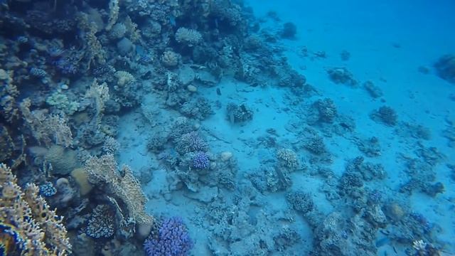 Happy Life Village, Дахаб, декабрь 2019г. Часть 8. Амфиприоны и крылатки смотреть онлайн