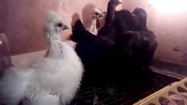 Ухейилюй и Китайская шелковая (20 дней). #2