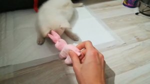 Как играет щенок 2.5 месяца. How does a puppy play 2.5 months