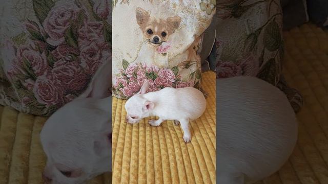 белый чихуахуа Байкал Мажорикович ПРОДАЖА длинношерстный +79787458062 смотреть онлайн