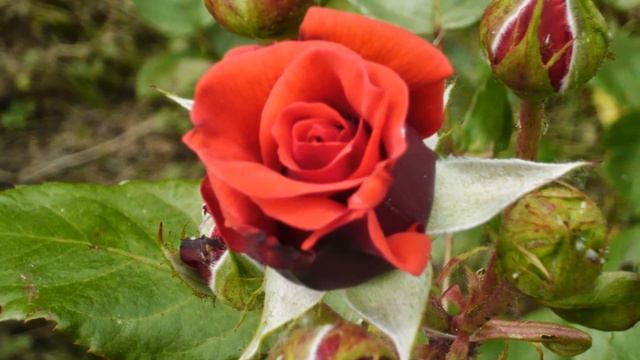 Coloured Roses Photos смотреть онлайн