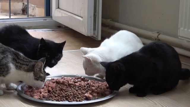 Cats that can't wait to eat cat food on my balcony. смотреть онлайн