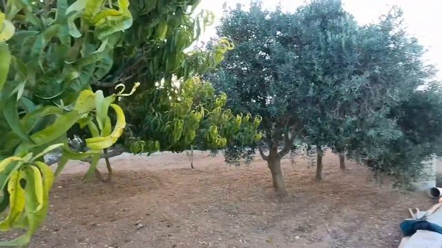 Sir Joe's Farm смотреть онлайн